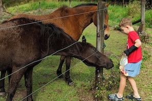Miscellaneous - The Stables by Tiny Away (Palmwoods)