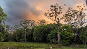 Un champ herbeux avec un seul mouton, entouré d’arbres denses et sous un ciel nuageux.
