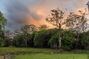Un campo cubierto de hierba con una sola oveja, rodeado de árboles frondosos y un cielo nublado.
