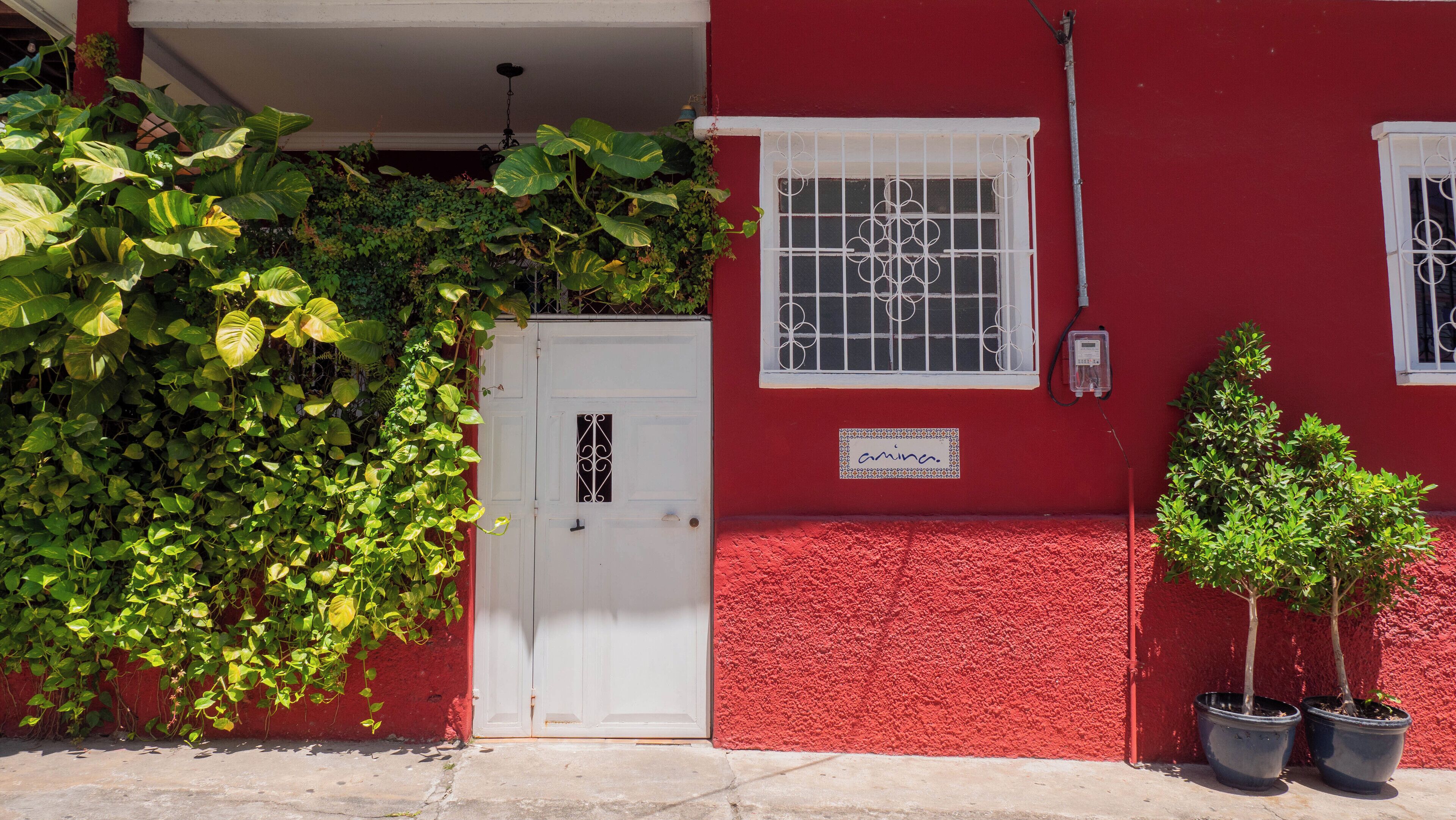 A red building with a white door, a window with a metal grille, and two potted plants on the right.
