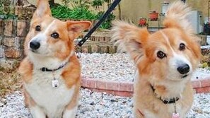 Property grounds - Izu Kogen Onsen Bettei Ishinoya (Ito)