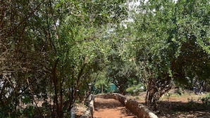 Un sendero de tierra flanqueado por árboles y un muro de piedra.