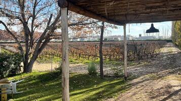 A covered outdoor area with a pergola structure, a garden bed with plants, and a vineyard in the background.