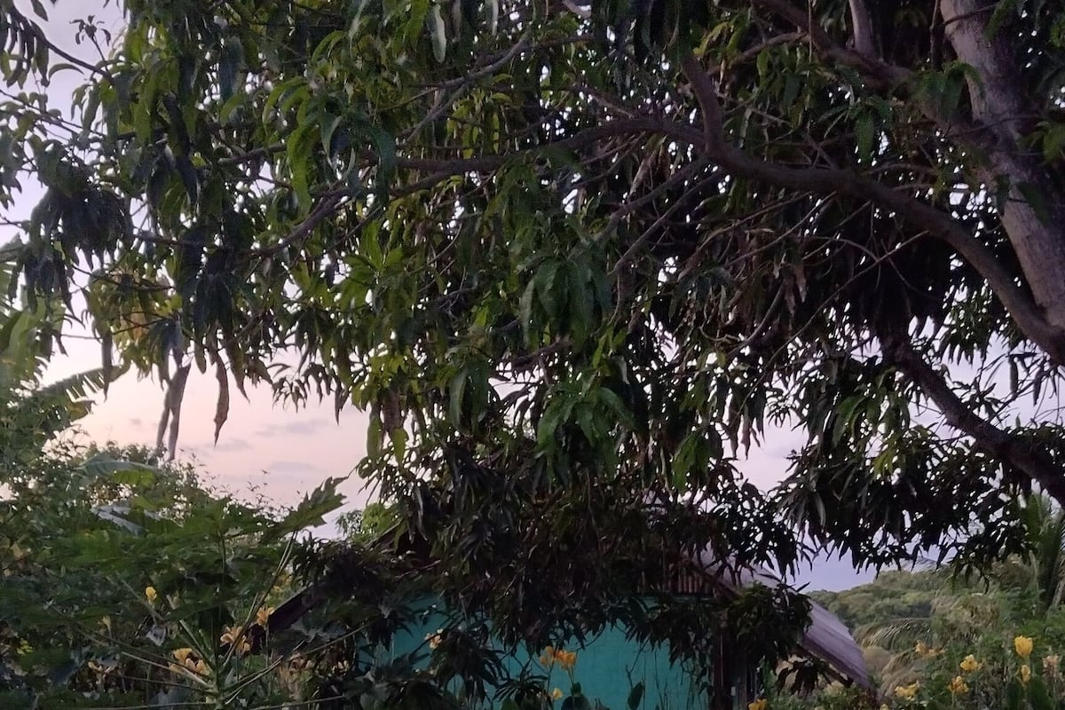 Ein Garten mit einem großen Baum, einer kleinen Struktur und verschiedenen Pflanzen.