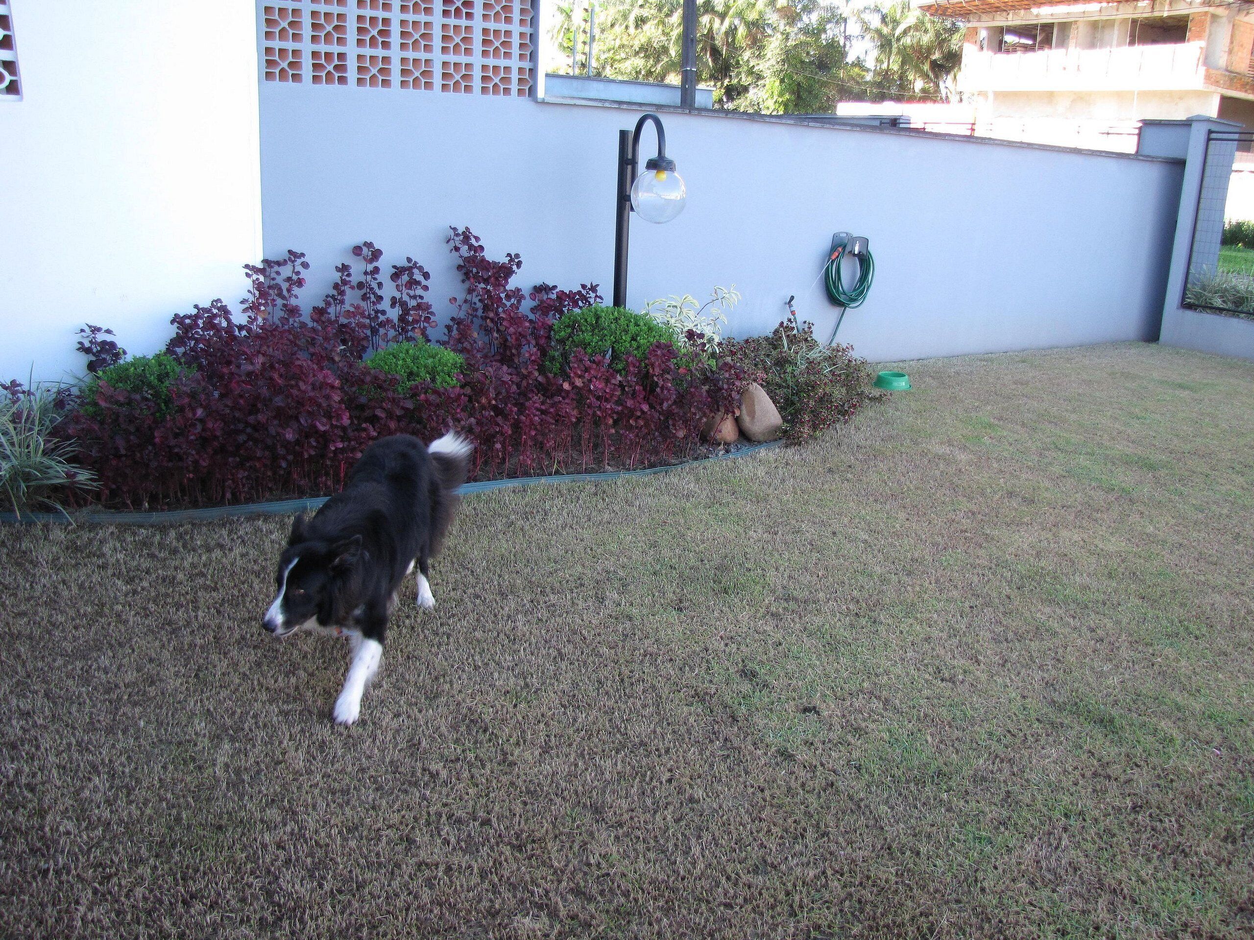 Un jardin avec un chien, une pelouse et un mur recouvert de plantes.
