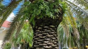 Una palmera con tronco rugoso y follaje tupido.