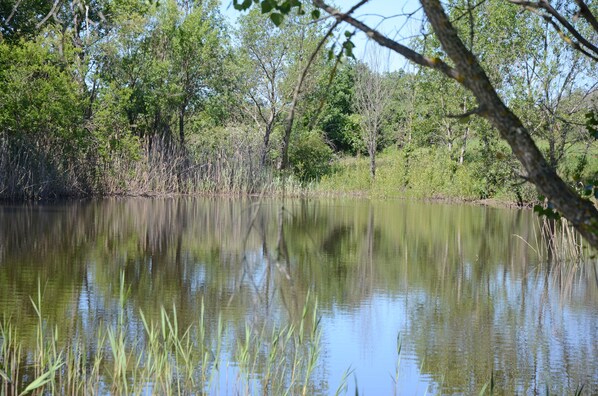 A calm pond surrounded by trees and vegetation.