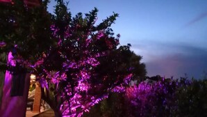Un árbol iluminado con luces moradas en un jardín.