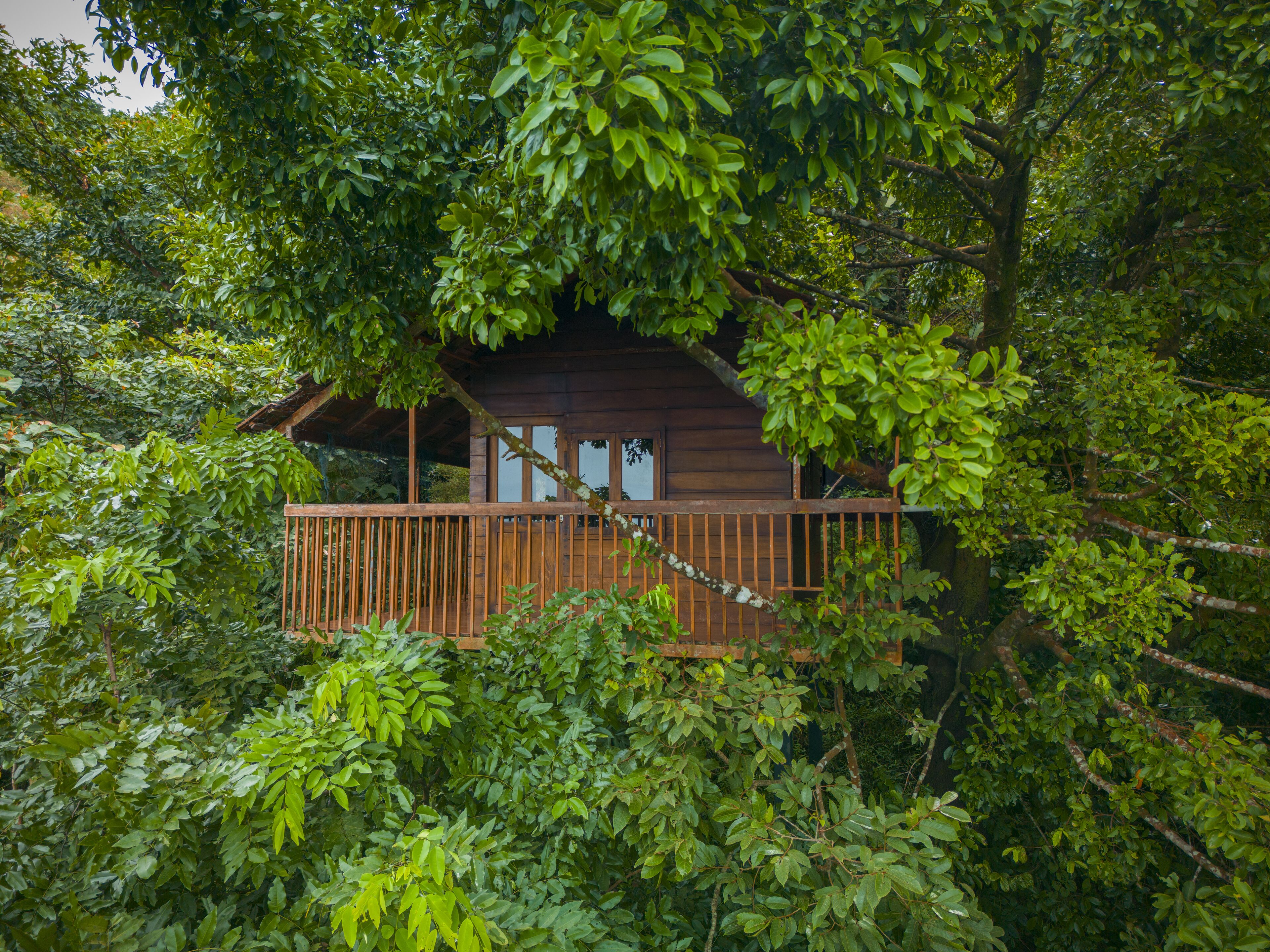 A wooden cabin surrounded by dense foliage.