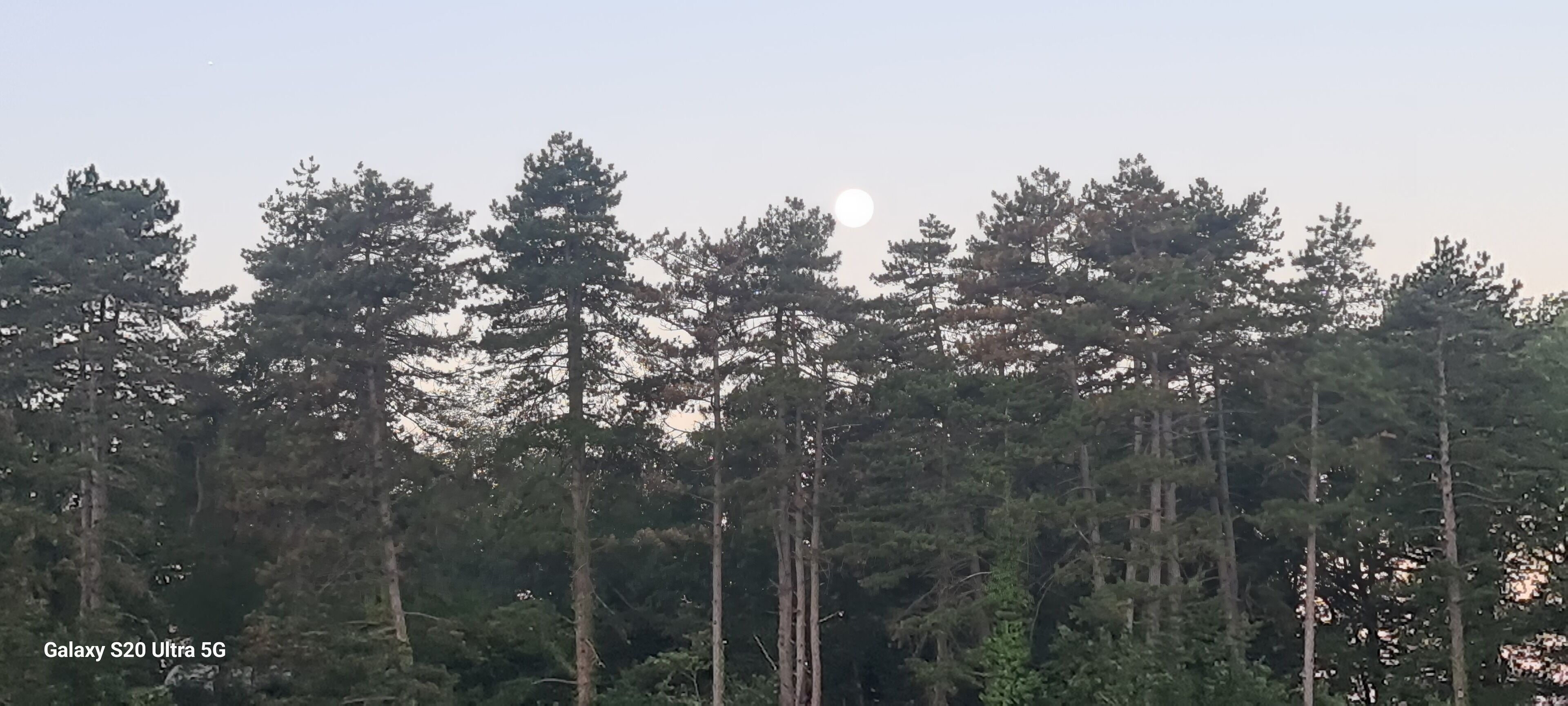Un bosque denso con árboles altos y una luna visible en el cielo.