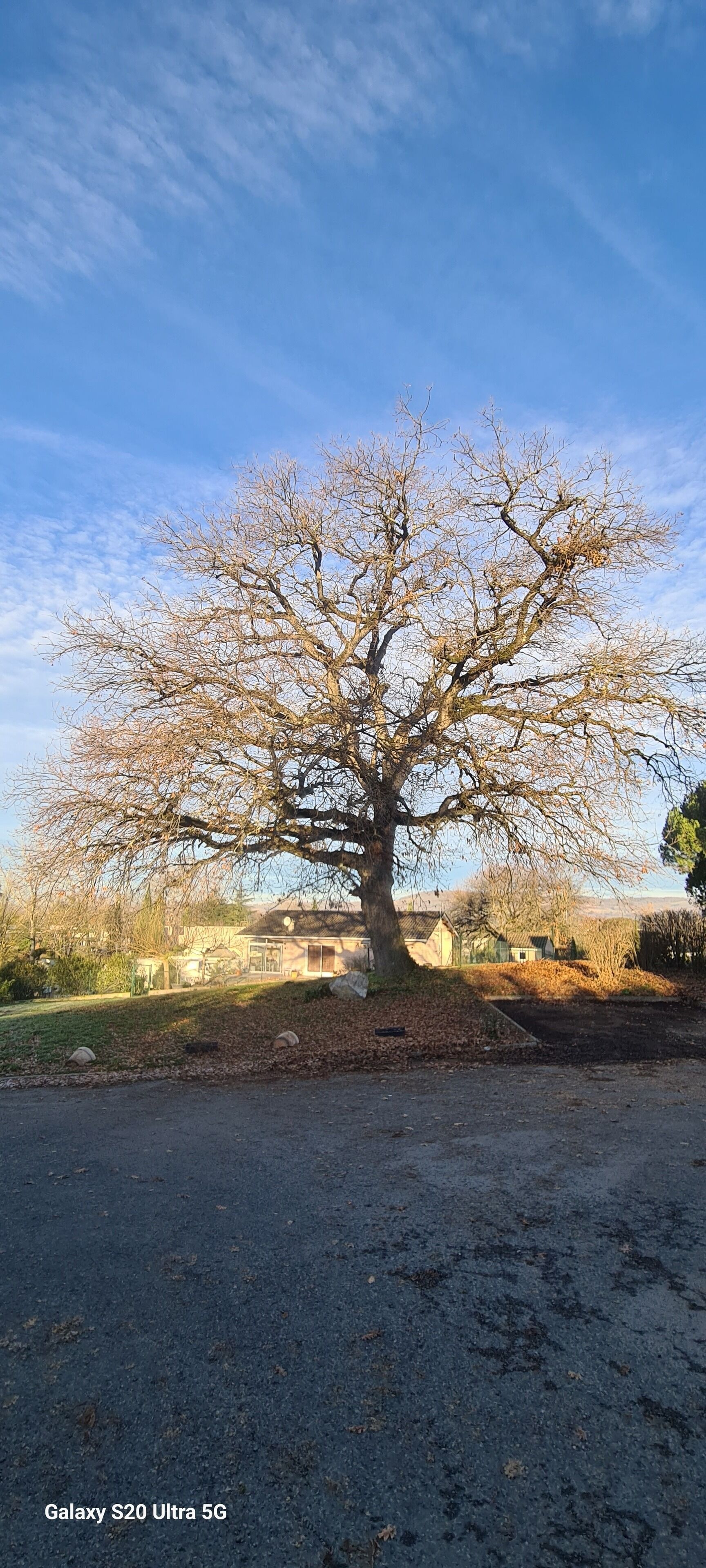 A tree in a yard with a house in the background.