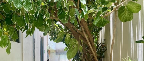 A narrow pathway flanked by lush greenery and a building with a white exterior.