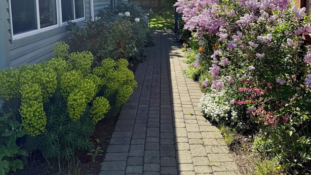 A pathway flanked by lush greenery and flowering plants, leading to a house with large windows and a wooden fence.