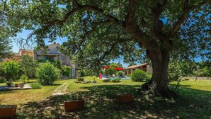 A large tree in a garden with a pool and lounge chairs, surrounded by stone buildings. - Beach front home in Pula (Pula)