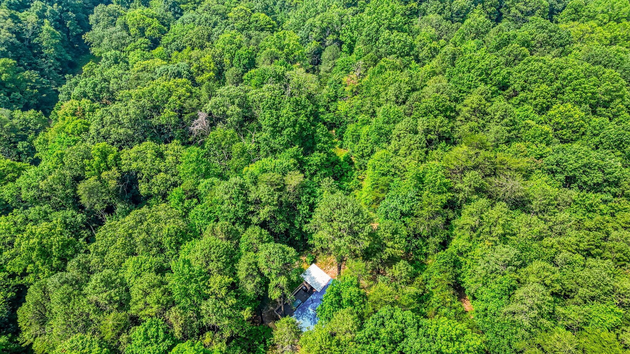 An aerial view of a forested area with a small building surrounded by dense green foliage.