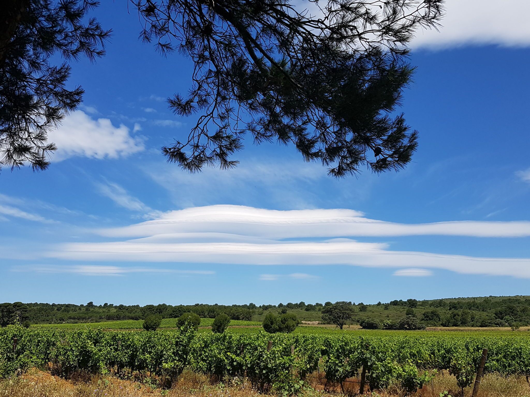 Viñedo con hileras de vides bajo un cielo azul despejado con algunas nubes.