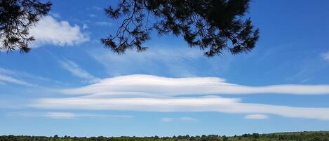 Viñedo con hileras de vides bajo un cielo azul despejado con algunas nubes.