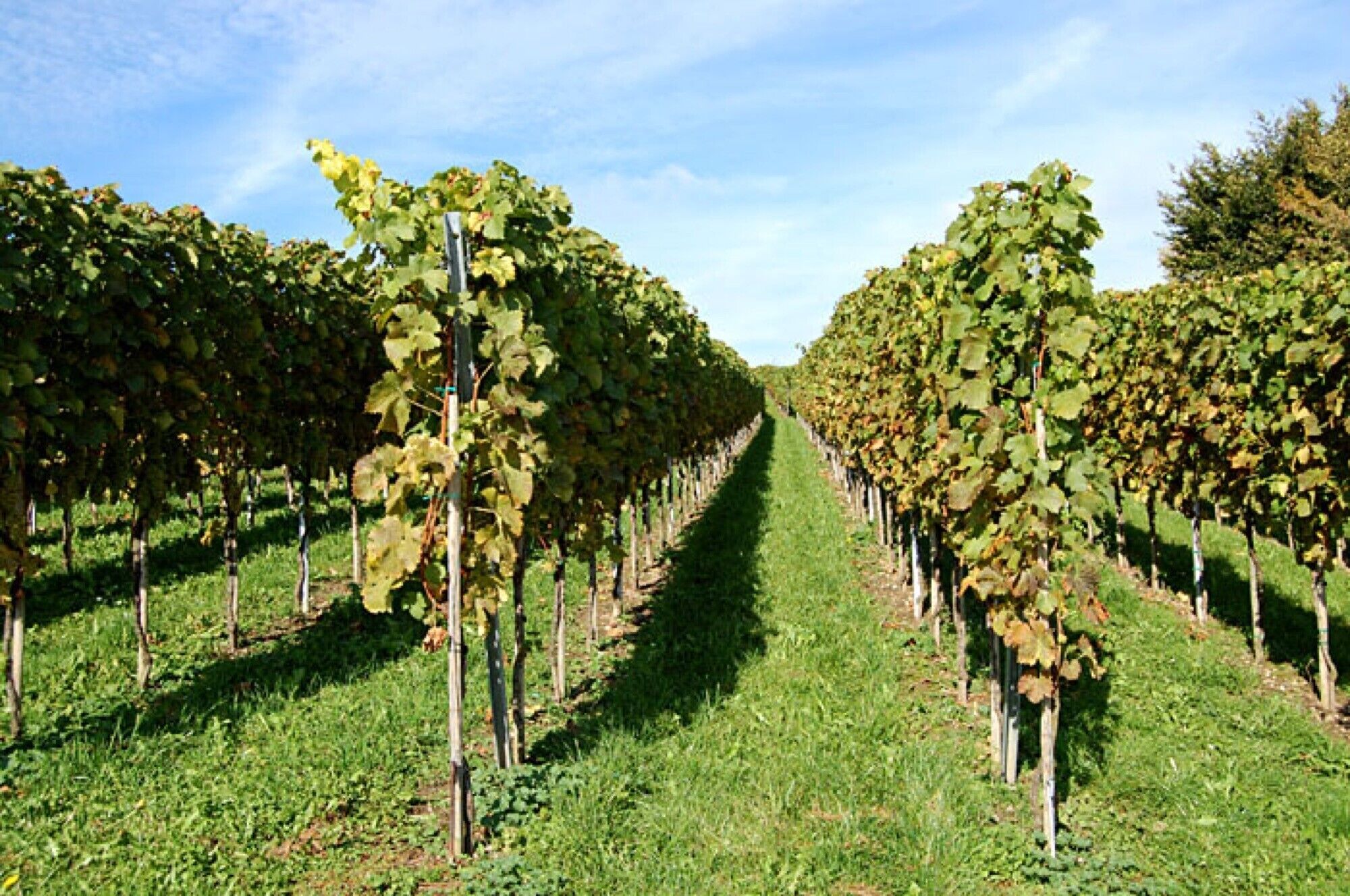 Ein Weinberg mit Rebenzeilen.
