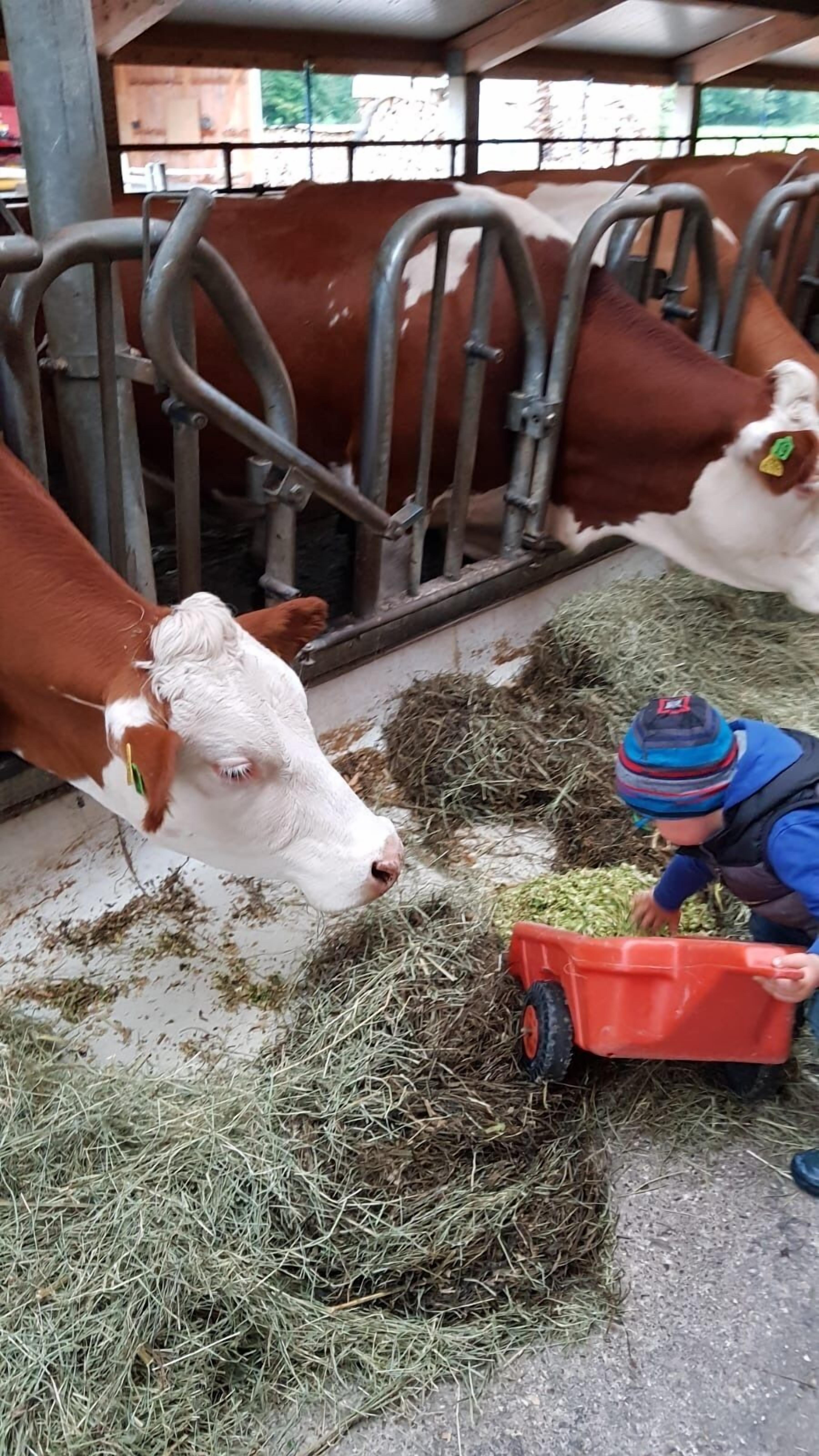 A barn with cows feeding from a trough.