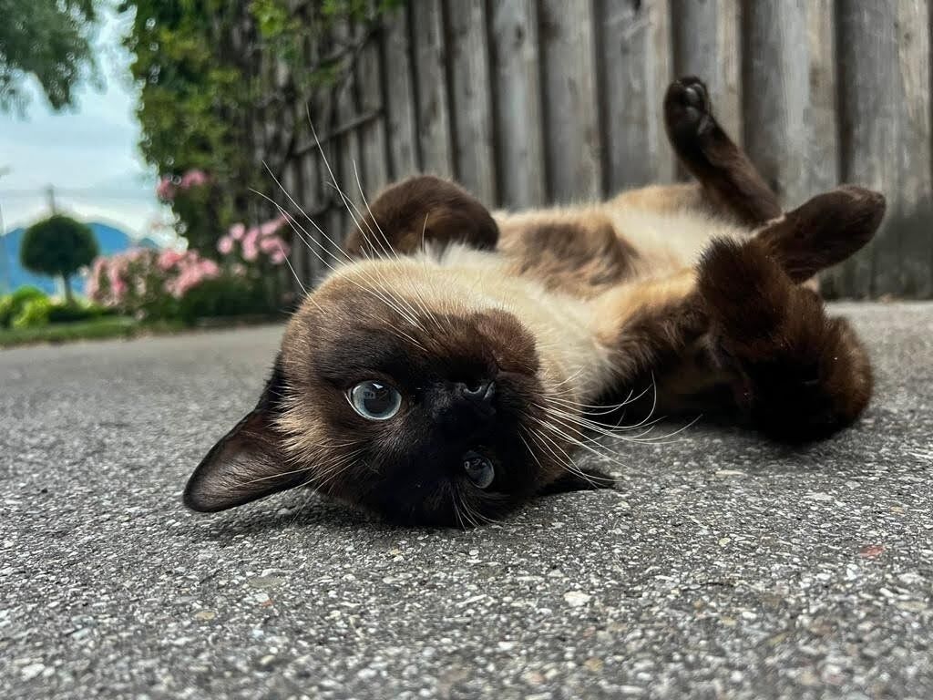A cat lying on a paved surface with a blurred background of greenery and a wooden fence.