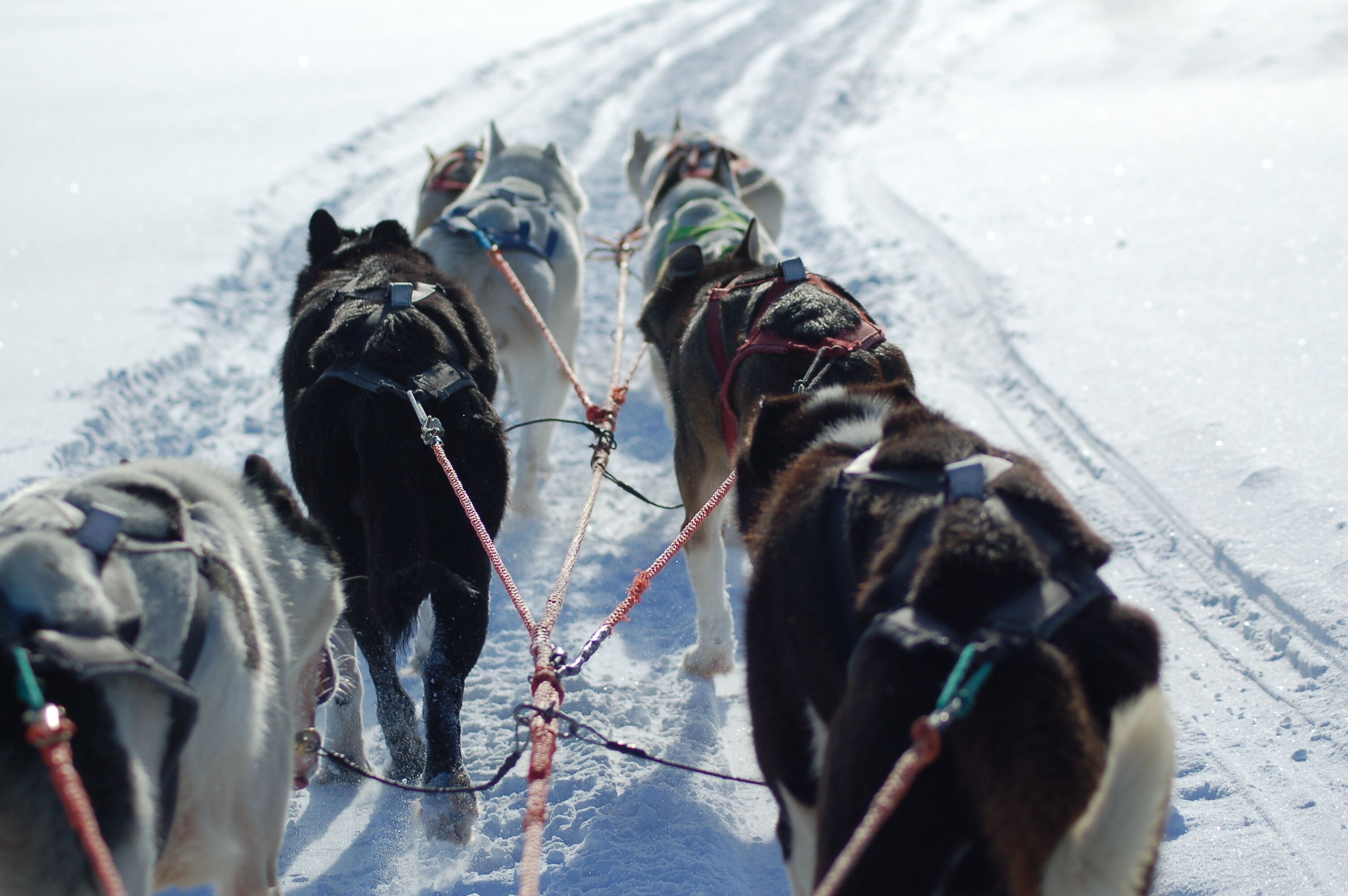 En gruppe slædehunde trækker en slæde hen over en snedækket sti.