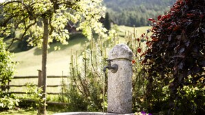 Ein aus Stein gefertigter Brunnen, umgeben von viel Grün und einem Holzzaun.