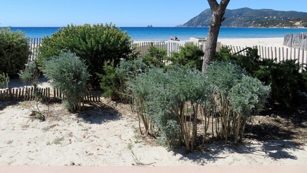 Une plage bordée d’une clôture en bois, avec des arbres et une vue dégagée sur la mer et les collines lointaines.