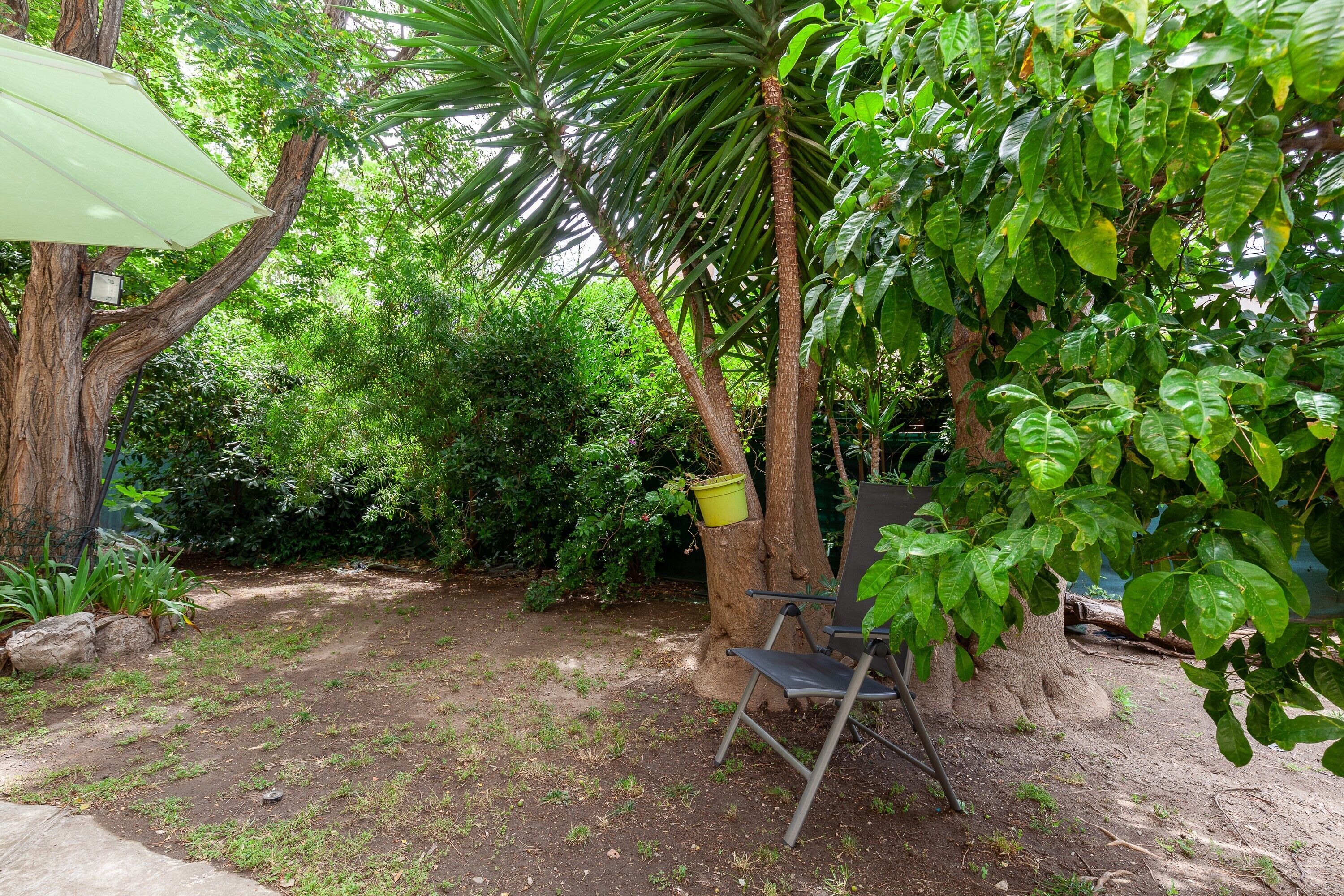 Un giardino con un albero, una sedia e un secchio.