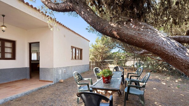 A patio with a table and chairs, a potted plant, and a large tree.