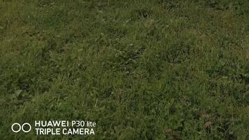 Una mesa de ping pong en un espacio exterior con superficie verde, rodeada de césped y árboles.