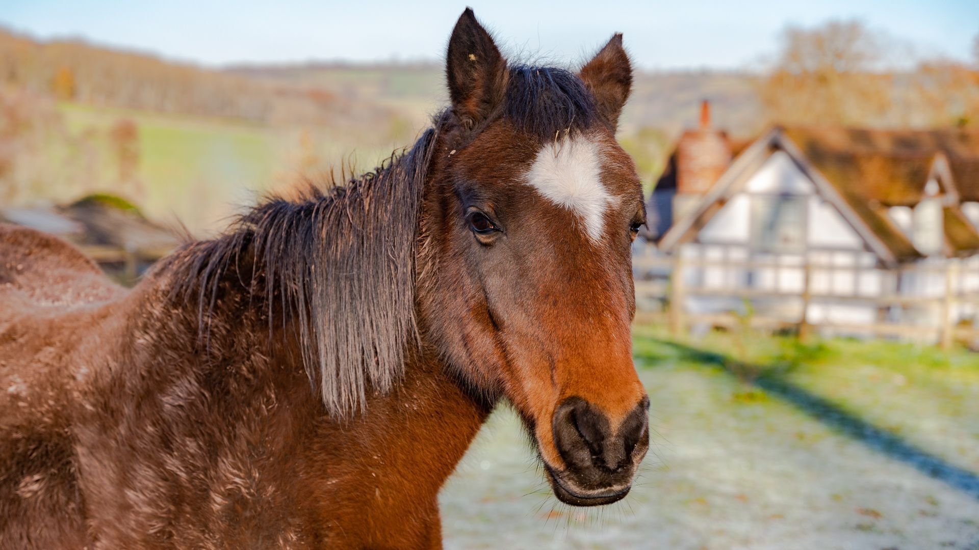 Un gros plan d’un cheval avec une liste blanche sur le museau, debout dans une écurie, avec une structure en bois en arrière-plan.