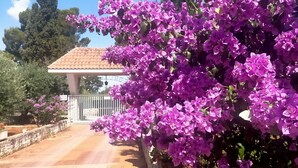 A pathway leading to a building with a tiled roof, surrounded by lush purple bougainvillea. - Charming retreat near Polignano | Private parking + electric car charging station (Puglia)