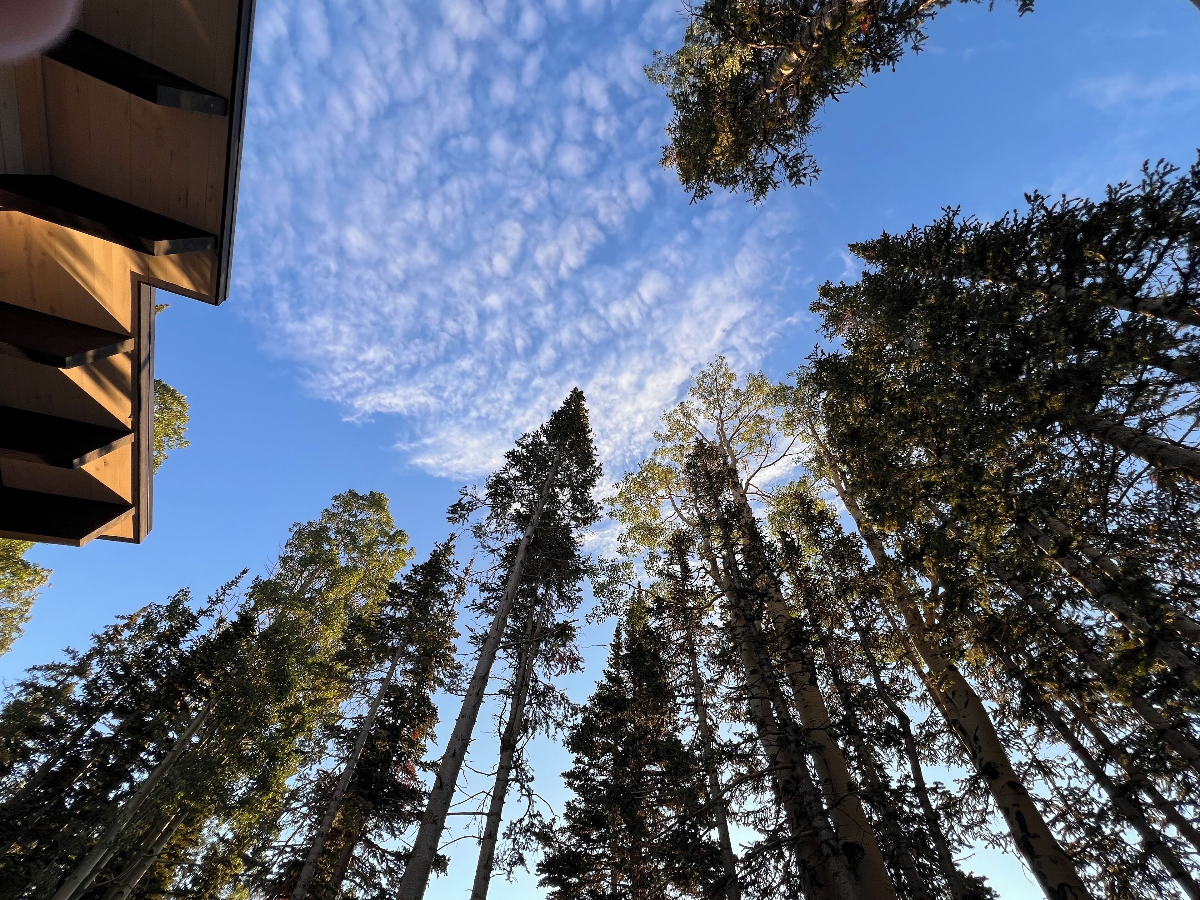 A view of tall trees and a clear blue sky.