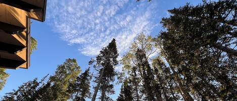 A view of tall trees and a clear blue sky.