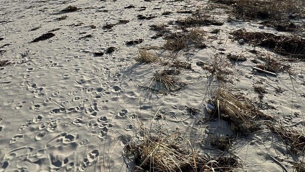 A beach with footprints and seaweed, a clear sky, and the sun setting or rising. - Beach Bunker Minute Walk To Beach and Pier at Old Orchard Family-Friendly Cozy (Old Orchard Beach)