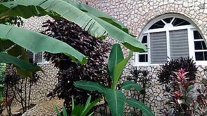 Un edificio de piedra con ventanas en arco y un jardín con plantas de hojas grandes.