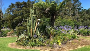 Een tuin met verschillende planten en een grote cactus.
