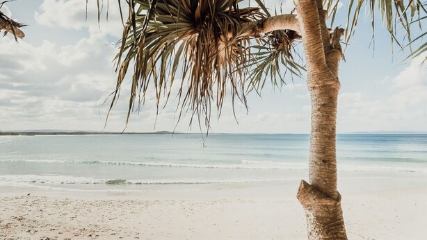 A beach with a palm tree and a clear view of the ocean. - 'Villa One' Walk to Noosa Beach & Hastings Street (Noosa)