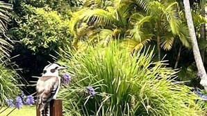 Un pájaro posado sobre un poste de madera, rodeado de follaje verde y flores moradas.