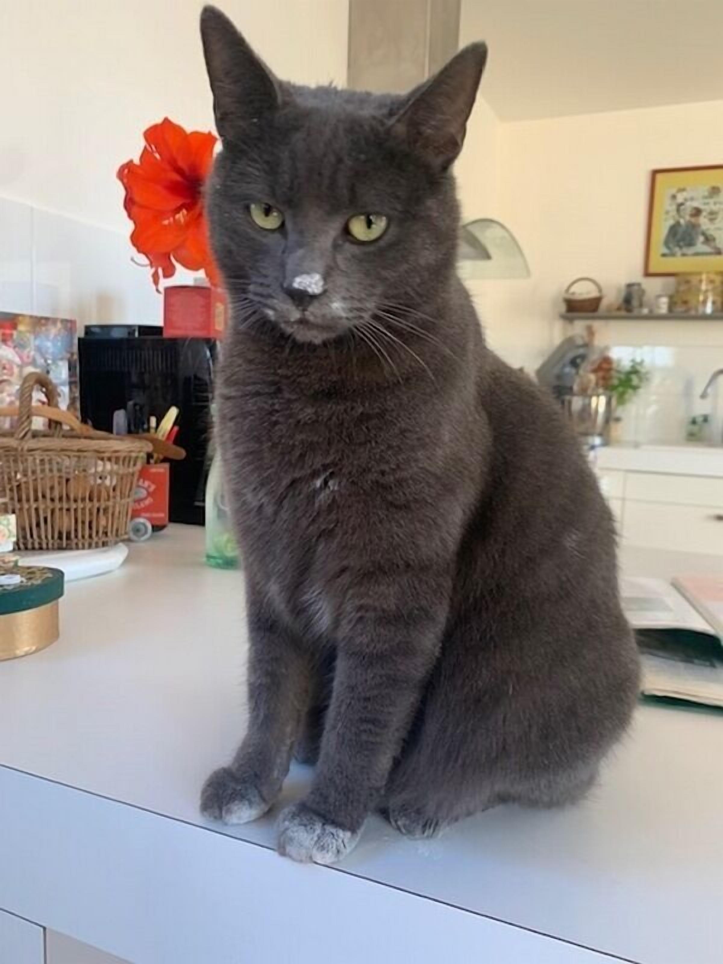 Een grijze kat zit op een witte ondergrond, met een rode bloem op de achtergrond.