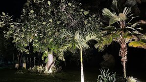 A garden with various trees and plants, including a palm tree and a tree with broad leaves.