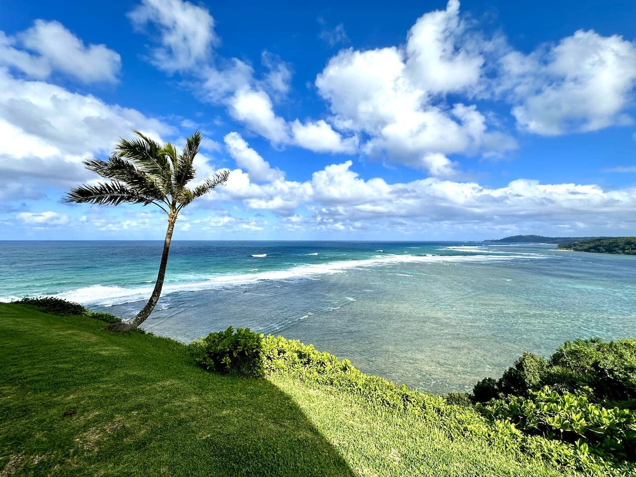 A coastal landscape with a palm tree, clear blue sky, and ocean.