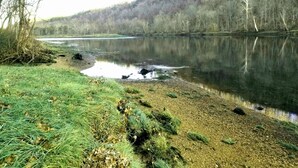 Ein ruhiger Fluss mit einer grünen Uferböschung und Bäumen im Hintergrund.
