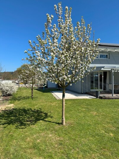 Entire house next to black forest