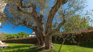 A large tree with a thick trunk and sprawling branches in a well-maintained grassy area.