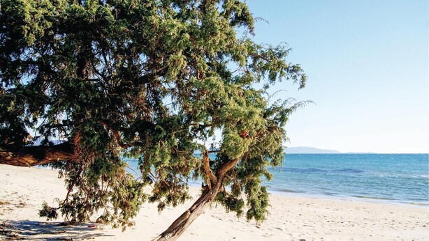 A beach with a large tree in the foreground and a clear view of the sea. - 2 bedroom nice home in Follonica (Follonica)