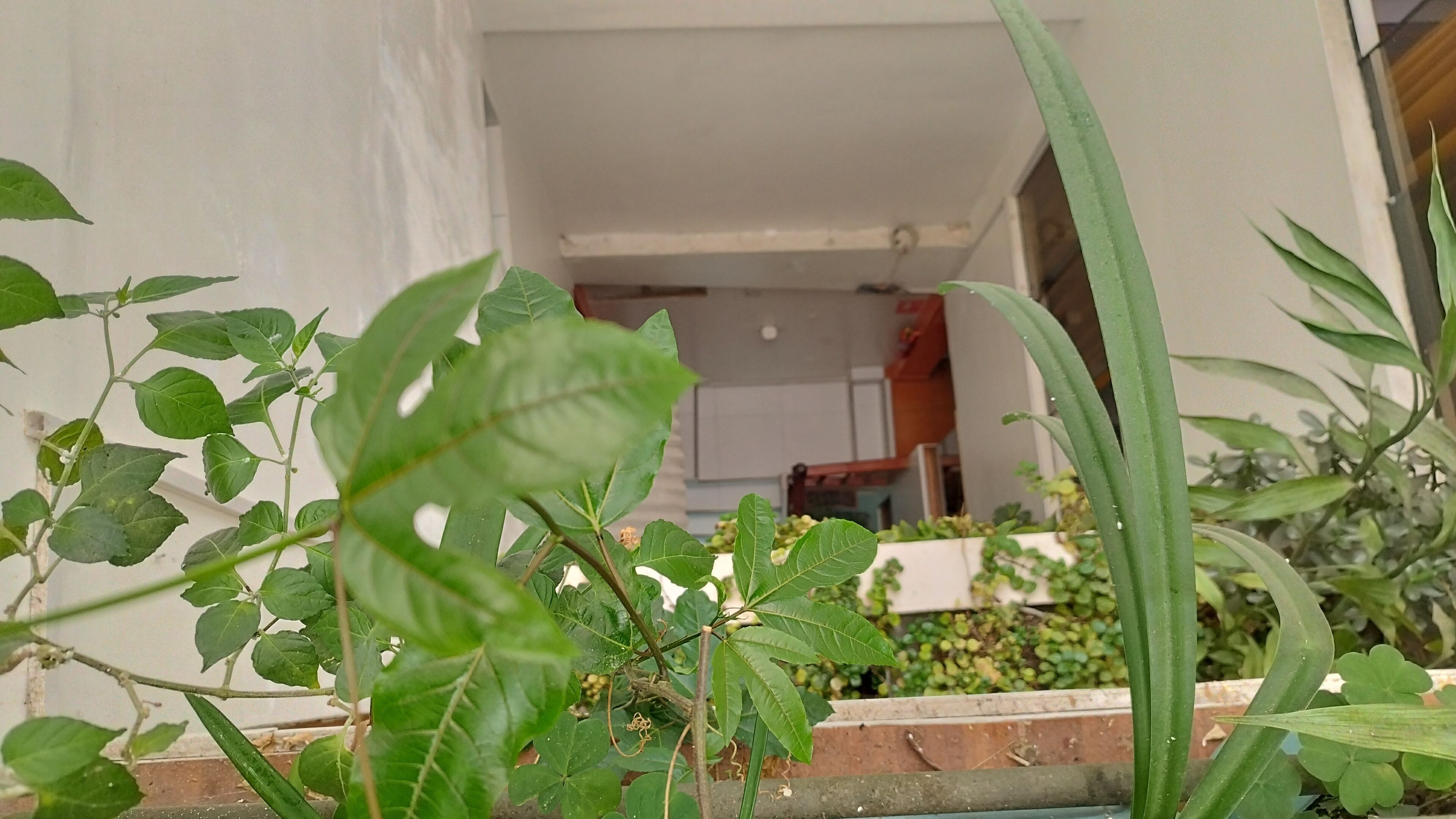 A garden area with various plants and a pathway leading to a building entrance.