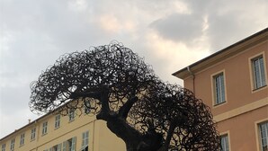 A tree with a dense canopy in front of a building with multiple windows and balconies.