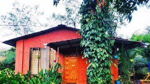 A red brick house with a wooden door and steps leading up to it. There is a large tree with green leaves in front of the house. - Kisan Eco Farm (Kalyan)