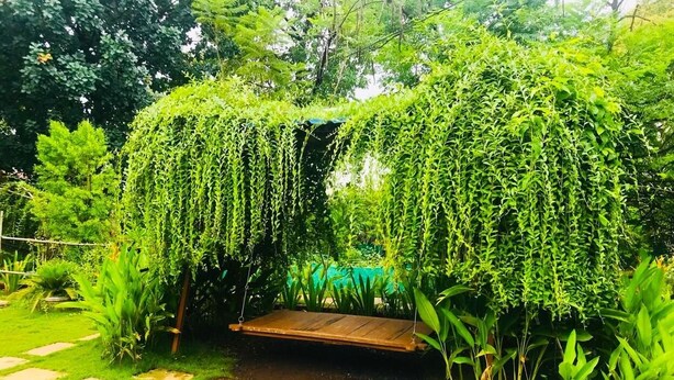 A wooden swing set under a hanging green vine canopy in a garden. - Kisan Eco Farm (Kalyan)